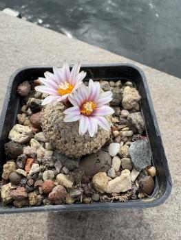 Turbinicarpus valdezianus